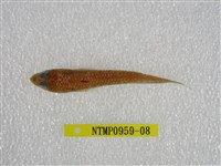 藏品(鬚棘吻魚)的圖片